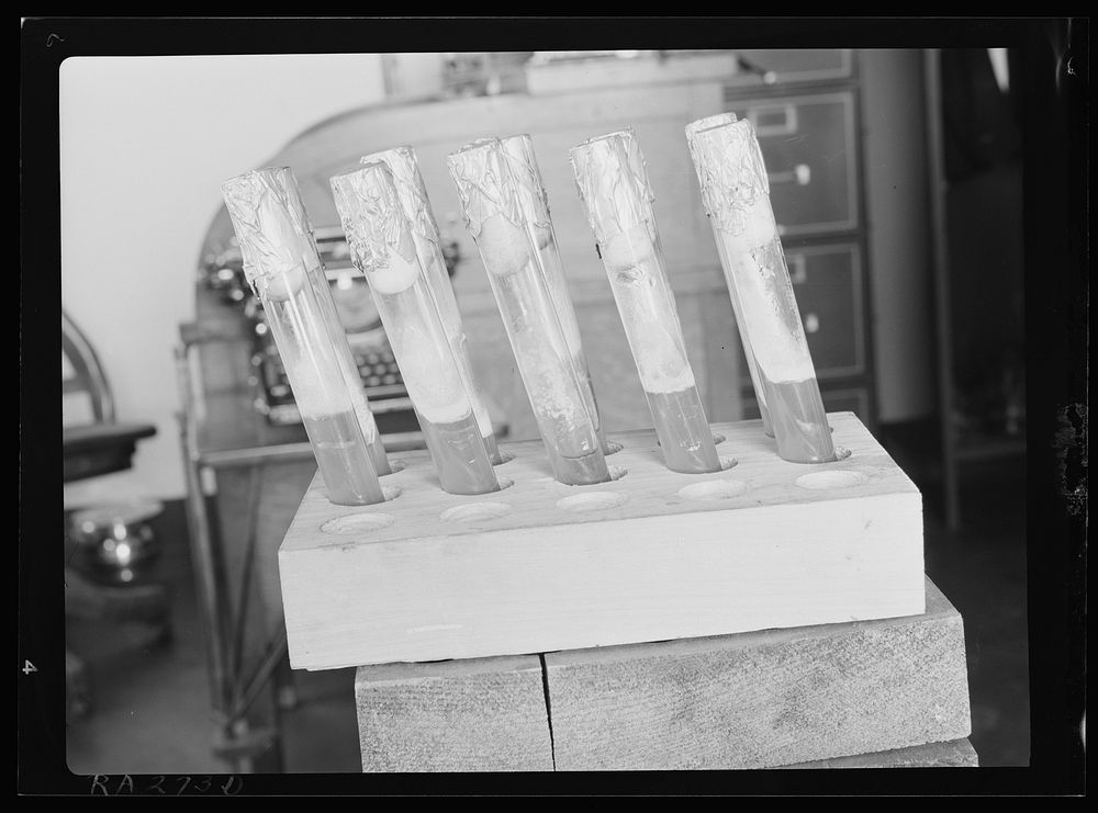 Test tubes containing bovine tubercular bacteria at Division of Pathology, United States Department of Agriculture…