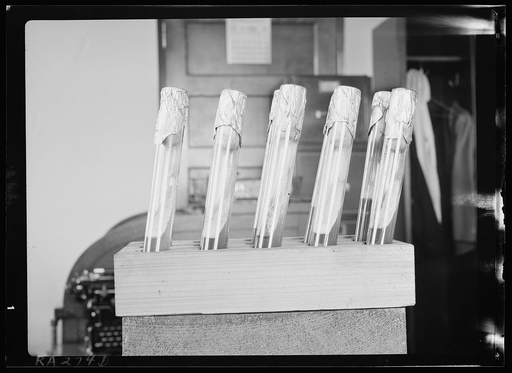 Test tubes containing bovine tubercular bacteria at Division of Pathology, United States Department of Agriculture…