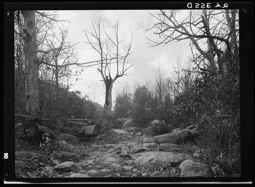 Road to Nicholson Hollow. Shenandoah National Park, Virginia. Sourced from the Library of Congress.