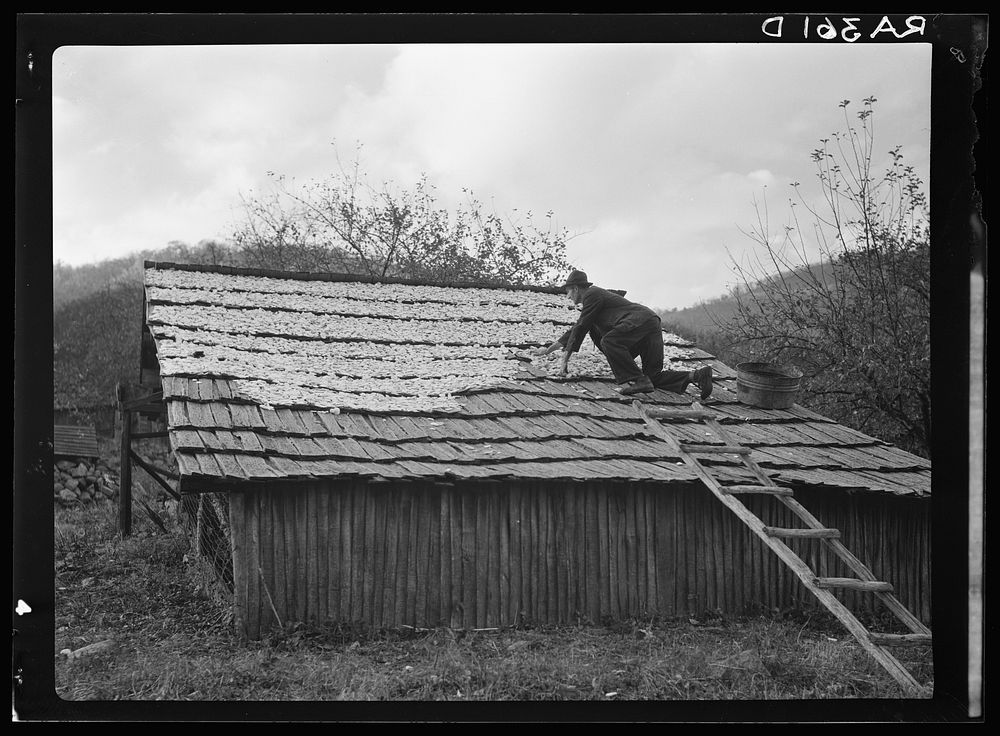 Spreading out apples to dry, Nicholson Hollow. Shenandoah National Park, Virginia. Sourced from the Library of Congress.