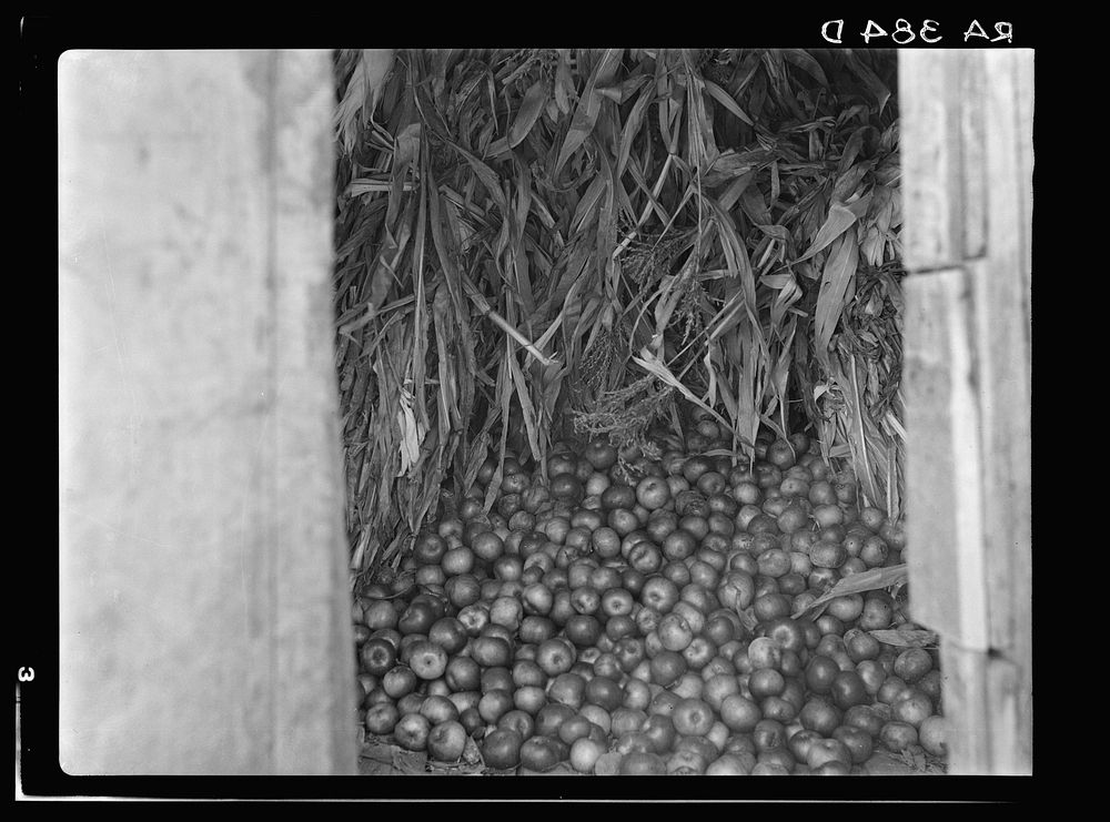 Part of a winter's supply of cornstalks and apples. Shenandoah National Park, Virginia. Sourced from the Library of Congress.