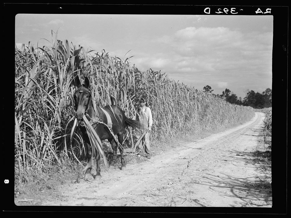 Cultivating sugarcane. Grady County, Georgia. Sourced from the Library of Congress.