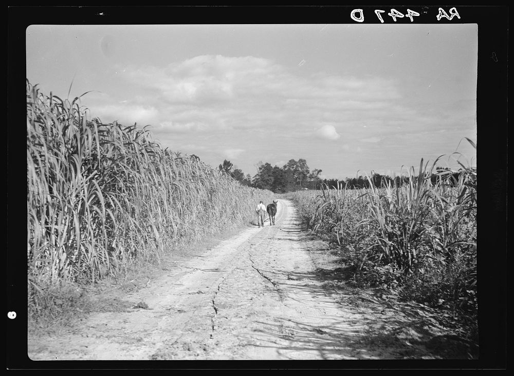 Sugarcane under cultivation. Wolf Creek Farms, Georgia. Sourced from the Library of Congress.