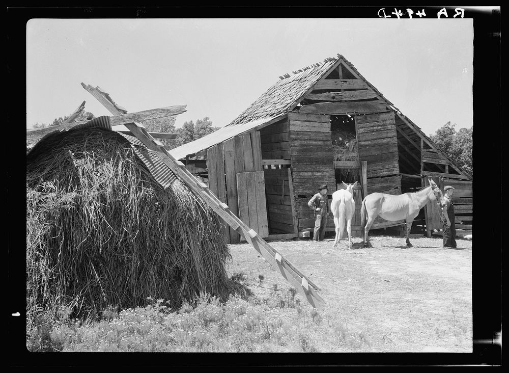 Tenant farmer with mules bought through rehabilitation loans. Mississippi. Sourced from the Library of Congress.