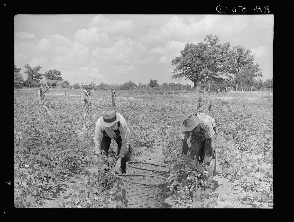 Picking cotton. Mississippi. Sourced from the Library of Congress.
