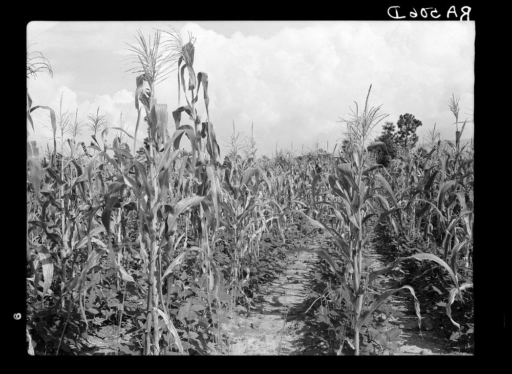 Rehabilitation client's corn field with second crop of beans. Louisiana. Sourced from the Library of Congress.
