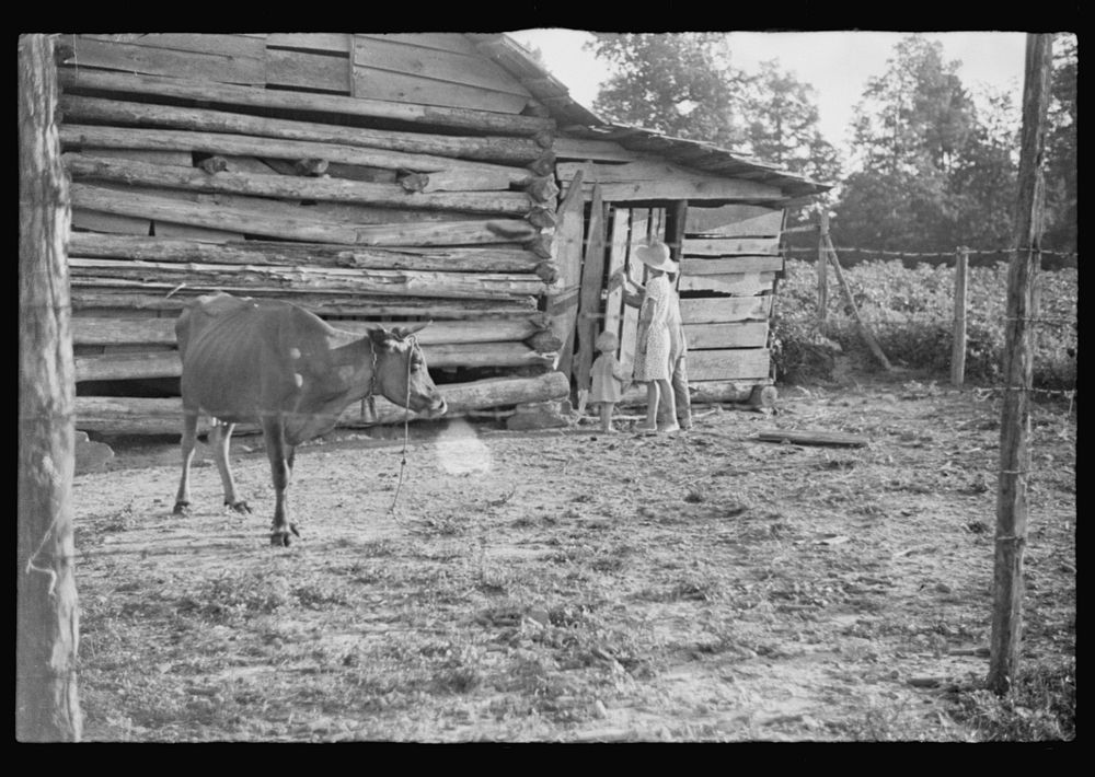 [Untitled photo, possibly related to: Burroughs children and cow near the barn, Hale County, Alabama]. Sourced from the…