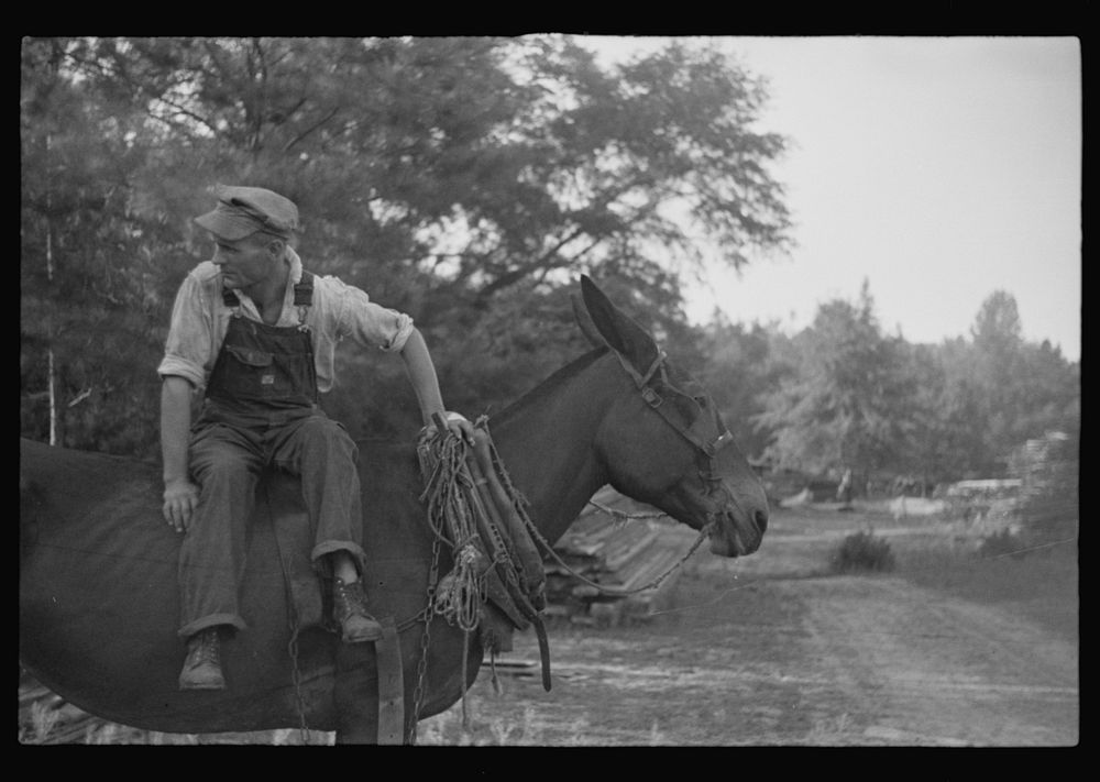 [Untitled photo, possibly related to: Floyd Burroughs, on mule, Hale County, Alabama]. Sourced from the Library of Congress.