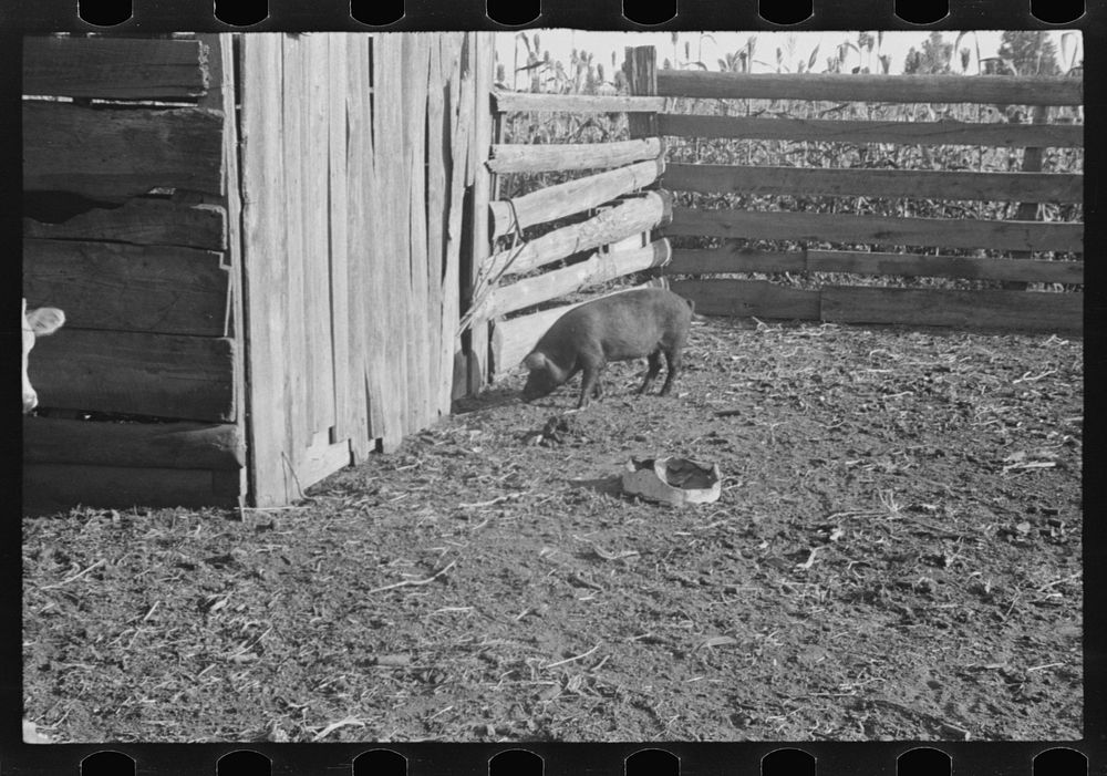 [Untitled photo, possibly related to: Pig in a sharecropper's yard, Hale County, Alabama]. Sourced from the Library of…