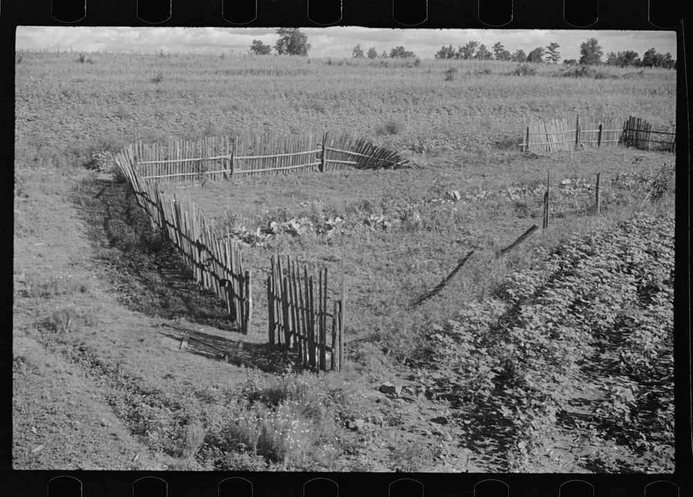 [Untitled photo, possibly related to: Bud Fields' garden, Hale County, Alabama]. Sourced from the Library of Congress.