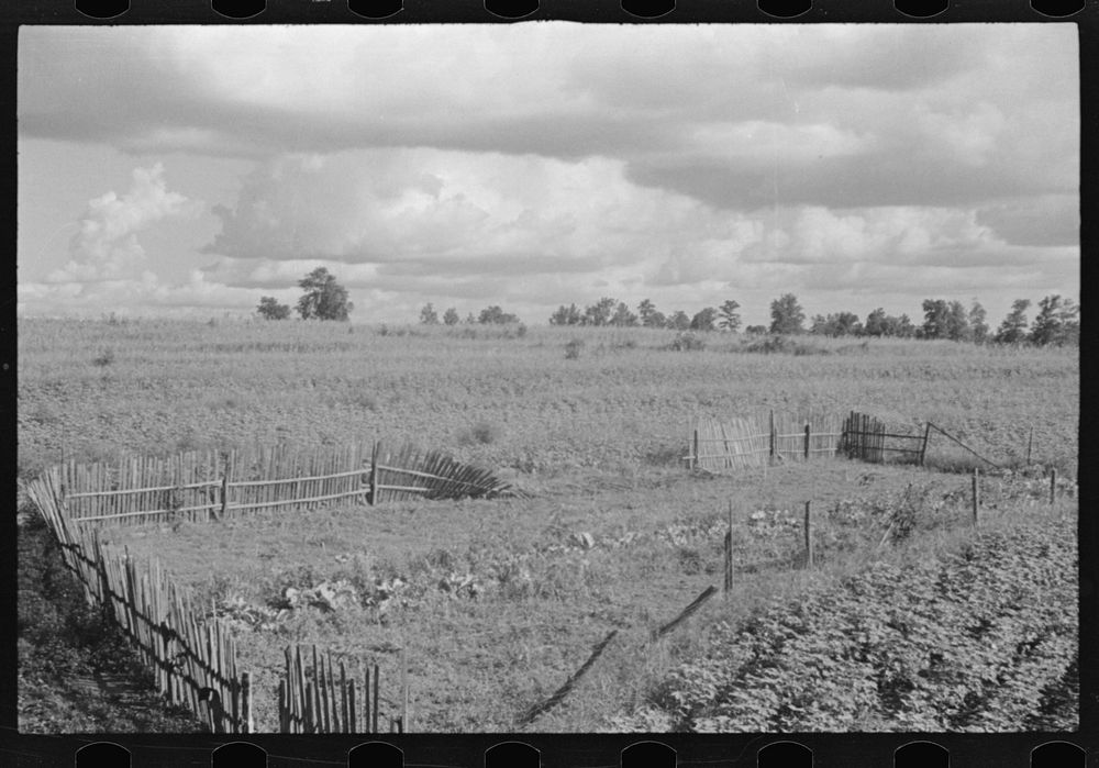 Bud Fields' garden, Hale County, Alabama. Sourced from the Library of Congress.