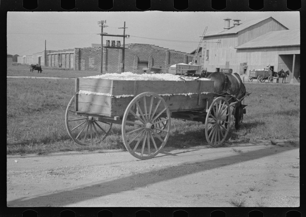 Wagonload of cotton near the gin. Vicinity of Moundville, Alabama. Sourced from the Library of Congress.
