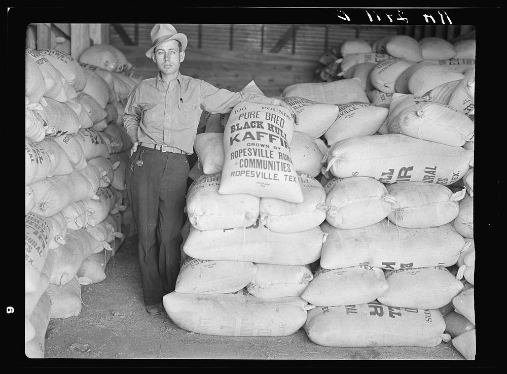Project manager with bags of kaffir seed grown by resettled farmers. Ropesville rural community, Hockley County, Texas.…