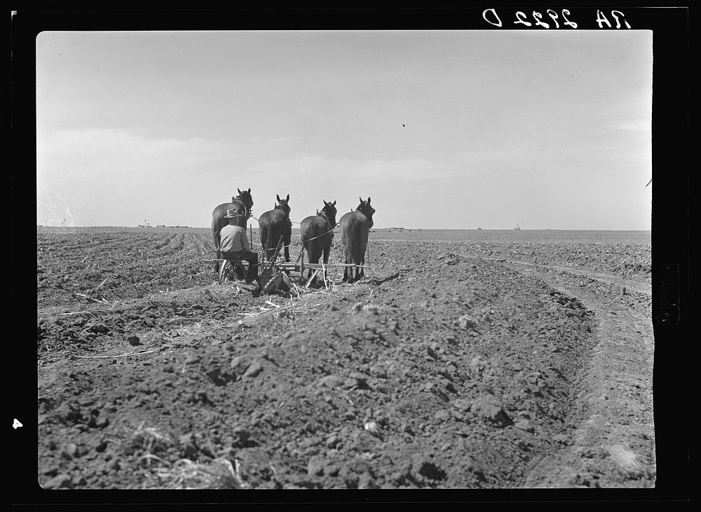 Resettled farmer terracing part of his 120 acre farm. Ropesville rural community, Hockley County, Texas. Sourced from the…
