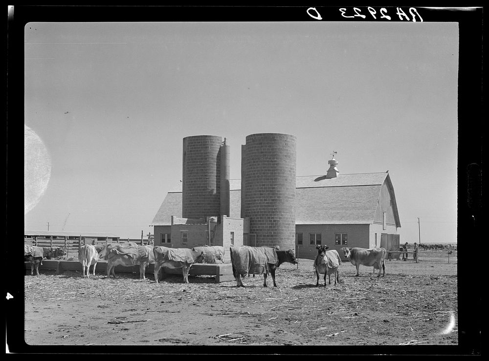 Terra Blanca Dairy Farms. Randall County, Texas. Sourced from the Library of Congress.