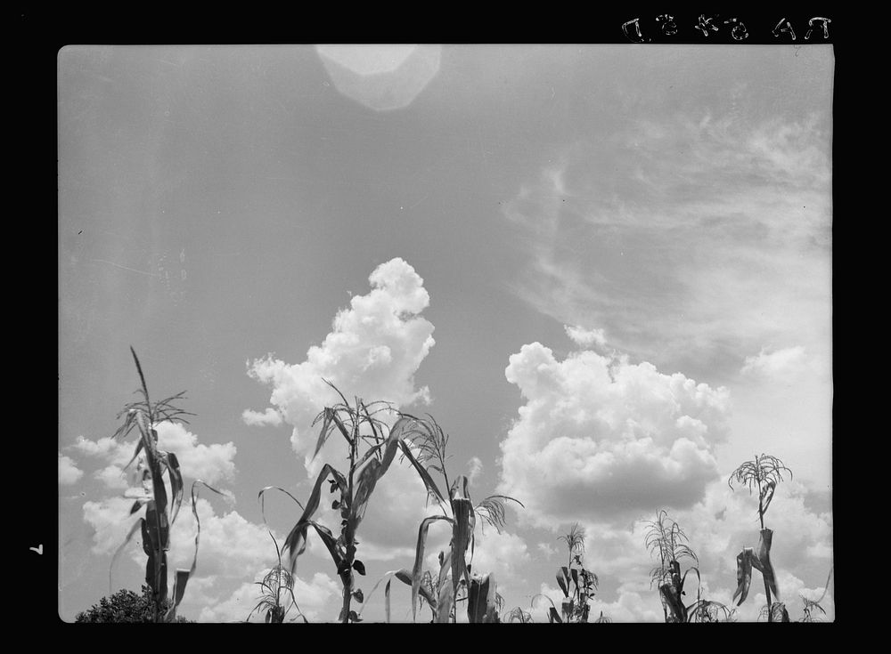 Corn suffering from drought. Arkansas. Sourced from the Library of Congress.