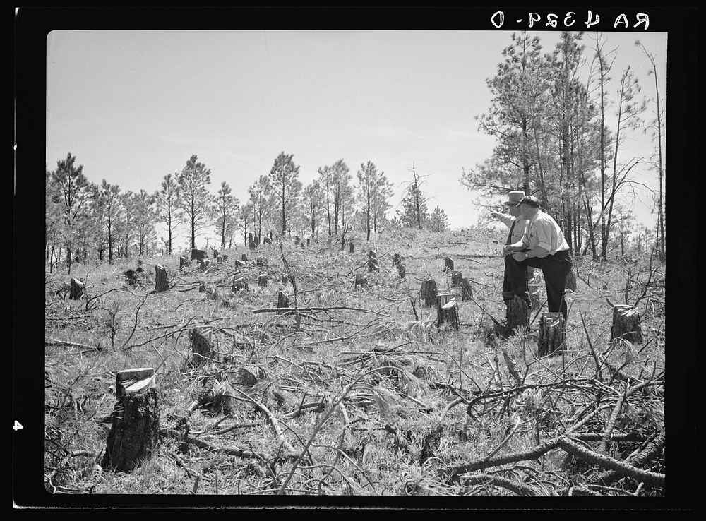 Cut-over land to be reseeded. Pine Ridge project, Dawes County, Nebraska. Sourced from the Library of Congress.