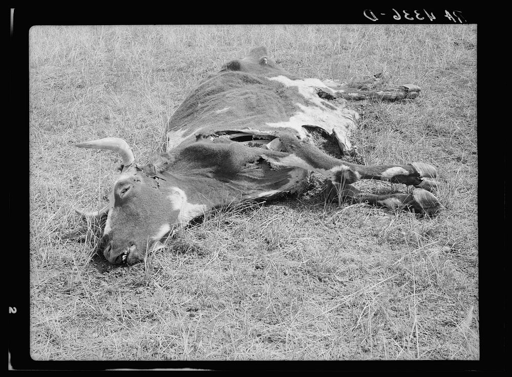 Dead longhorn cattle. Aftermath of the drought of 1934. Sioux County, Nebraska. Sourced from the Library of Congress.