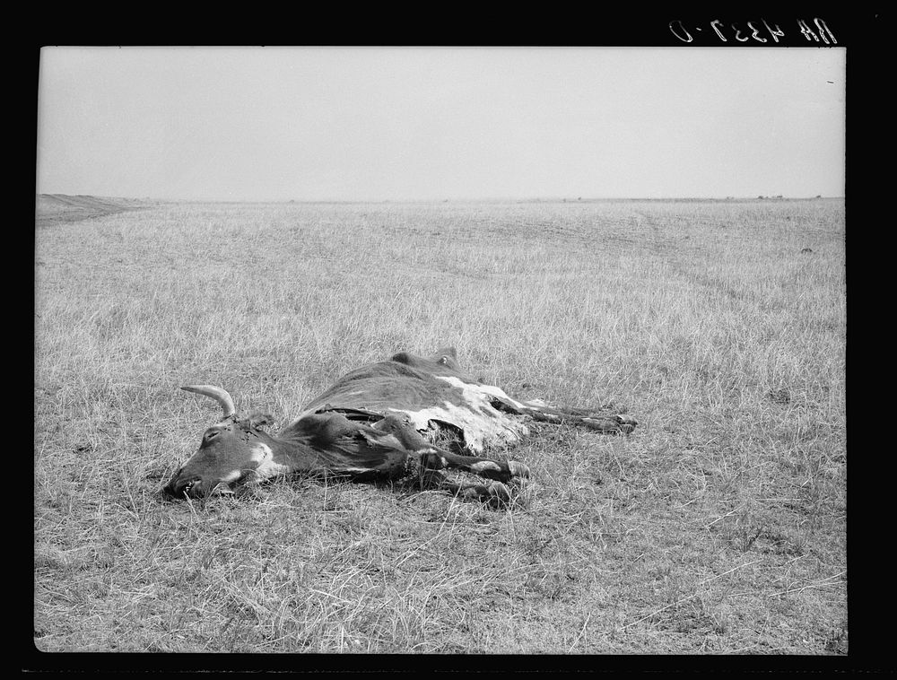 Dead longhorn cattle. Aftermath of the drought of 1934. Sioux County, Nebraska. Sourced from the Library of Congress.