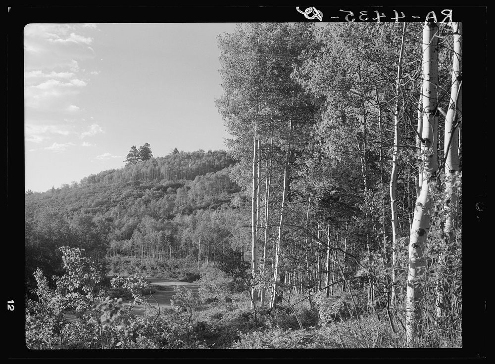 White paper bark birch. Targhee National Forest, Idaho. Sourced from the Library of Congress.