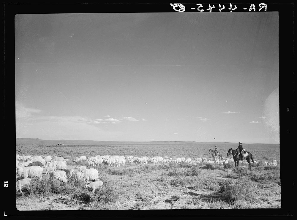 Herding sheep. Natrona County, Wyoming. Sourced from the Library of Congress.