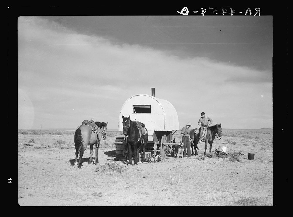 Herding sheep. Natrona County, Wyoming. Sourced from the Library of Congress.