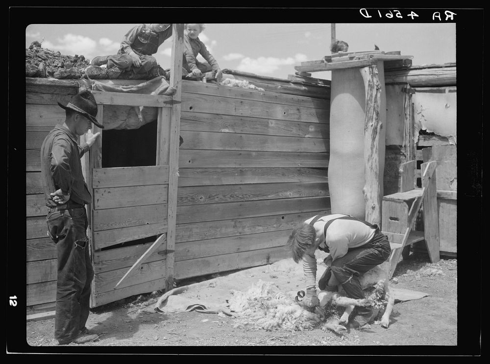 Shearing sheep. Converse County, Wyoming. Sourced from the Library of Congress.