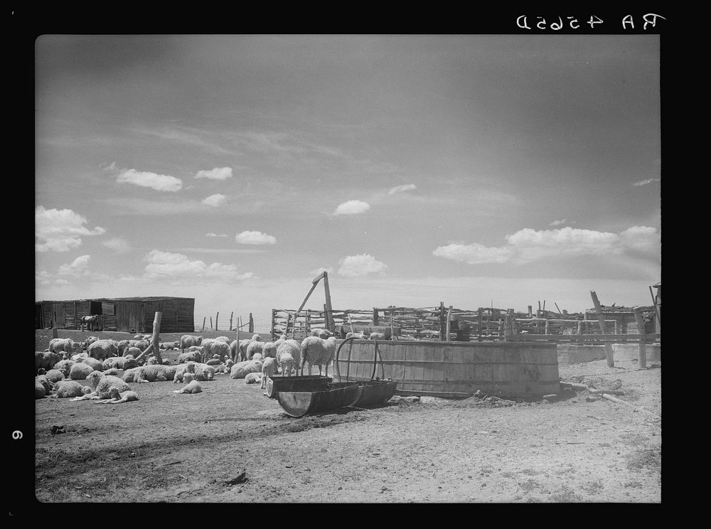 Sheep on ranch in Converse County, Wyoming. Sourced from the Library of Congress.