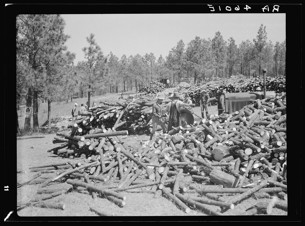 Cutting trees for fence posts. Pine Ridge, Nebraska. Sourced from the Library of Congress.