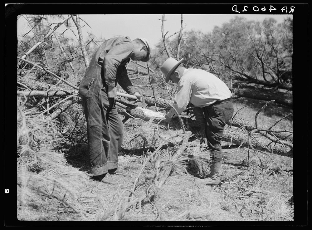 Project manager and workmen examine a diseased tree. Pine Ridge, Nebraska. Sourced from the Library of Congress.