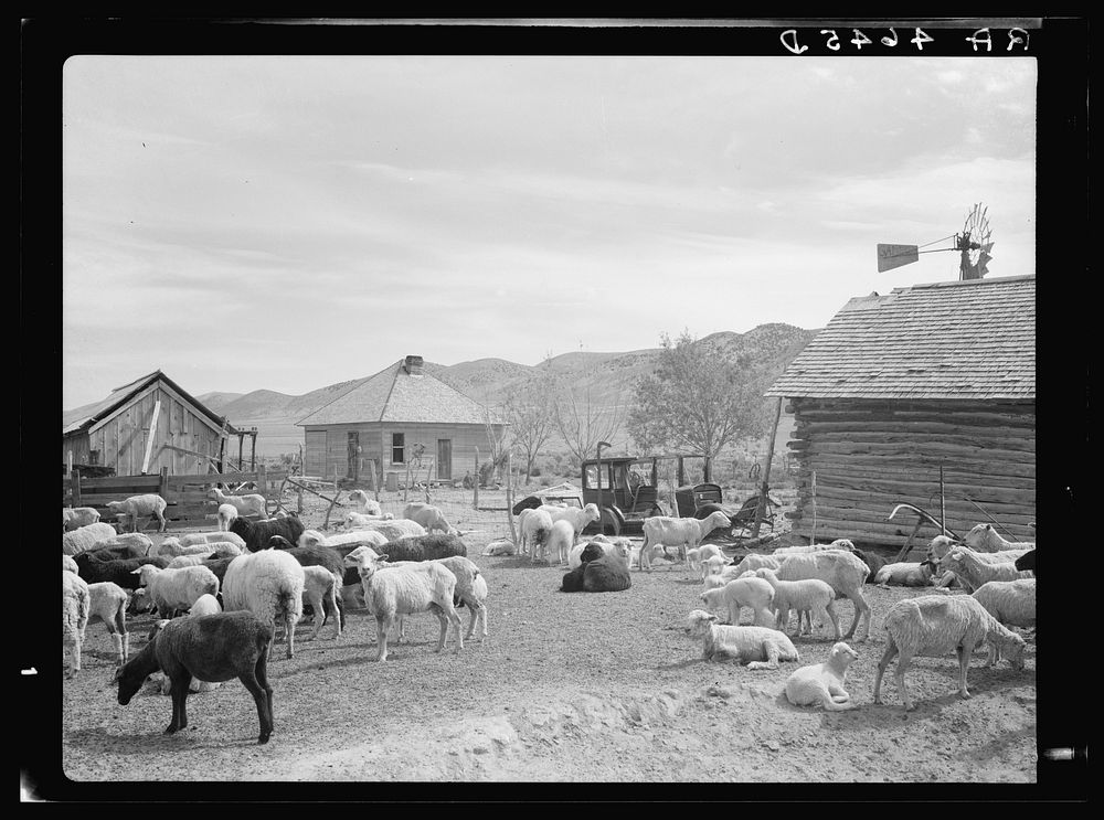 Sheep on submarginal farm. Oneida County grazing project, Idaho. Sourced from the Library of Congress.