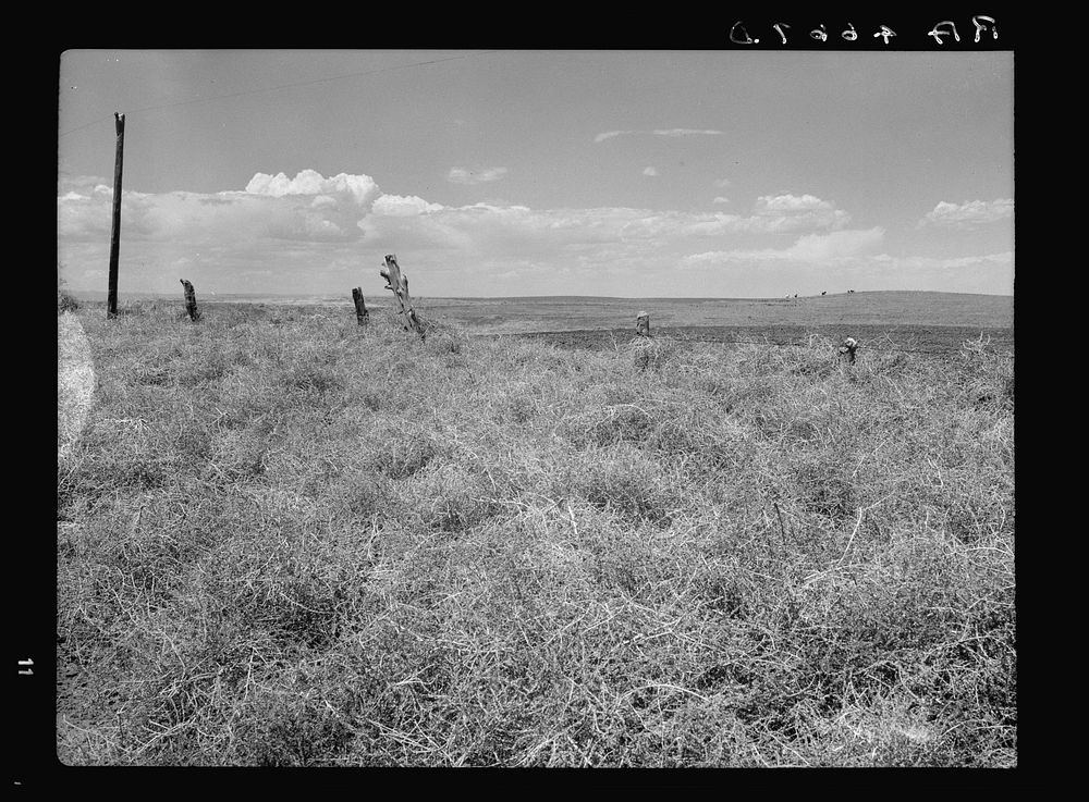 Russian thistle blown against fence. Pennington County, South Dakota. Sourced from the Library of Congress.