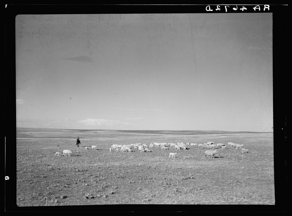 Herding sheep. Pennington County, South Dakota. Sourced from the Library of Congress.