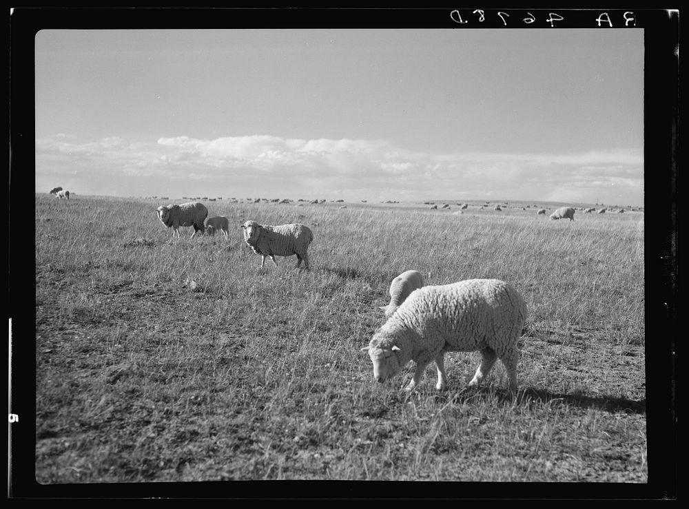Sheep grazing. Pennington County, South Dakota. Sourced from the Library of Congress.