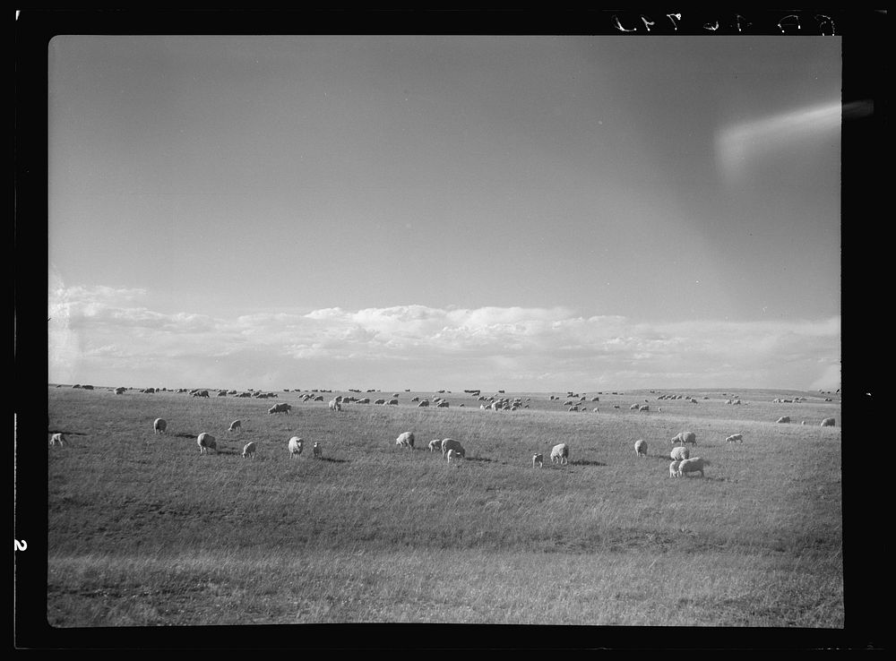 Sheep grazing. Pennington County, South Dakota. Sourced from the Library of Congress.