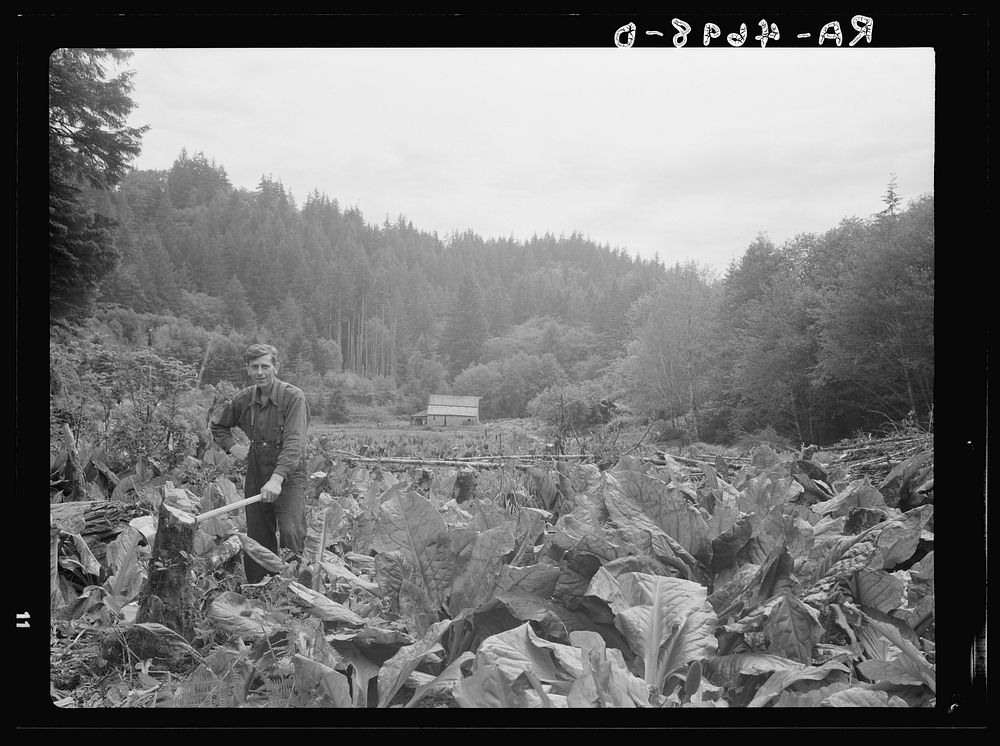 Skunk cabbage, ferns and alders keep this farmer in the hills hard at work as he attempts to clear an abandoned homestead.…