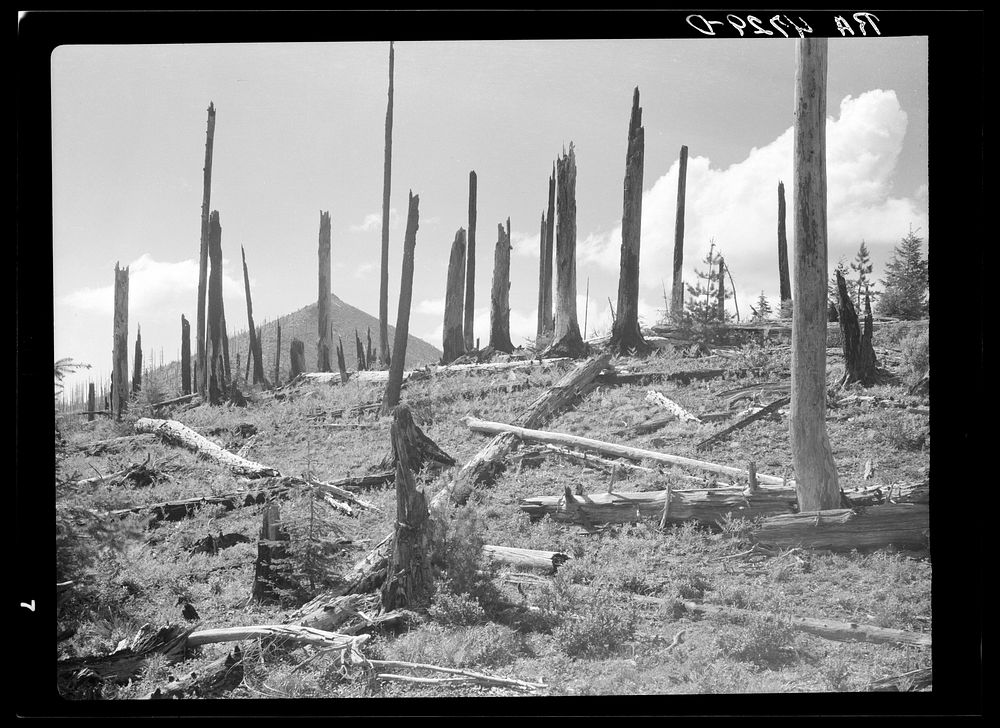 Cut-over [i.e., burned-over] land in the Mount Hood National Forest, Oregon. Sourced from the Library of Congress.