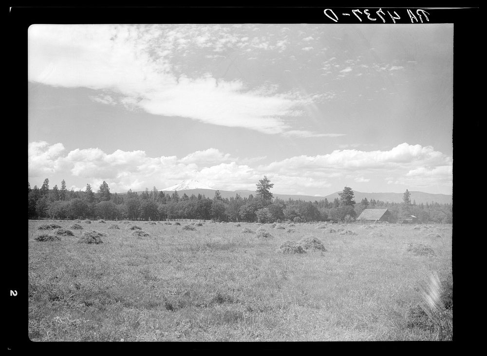 A field of alfalfa in the Willamette Valley, Oregon. Mount Hood in the background. Sourced from the Library of Congress.