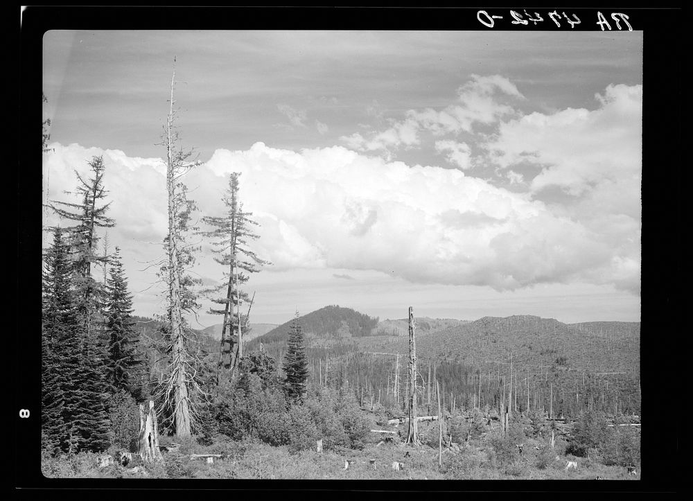 Cut-over land in the Mount Hood National Forest, Oregon. Sourced from the Library of Congress.
