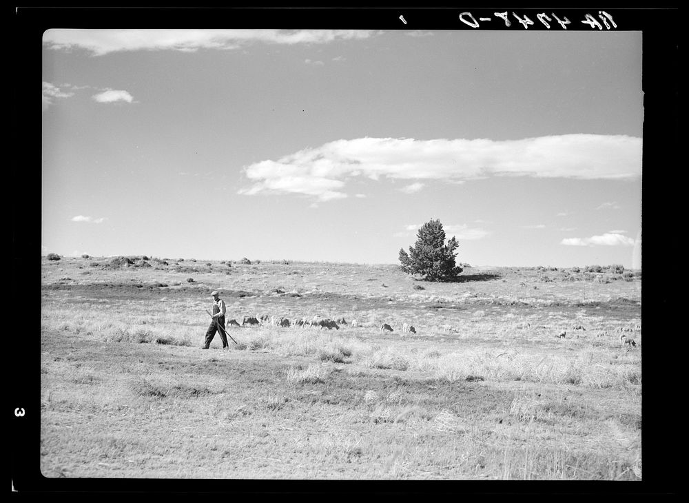 A shepherd and his flocks on the grazing project in central Oregon. Sourced from the Library of Congress.
