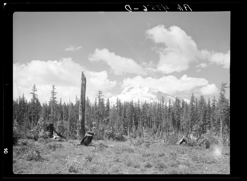 Burnt and jagged stumps spoil the view of Mount Hood, Oregon. Sourced from the Library of Congress.