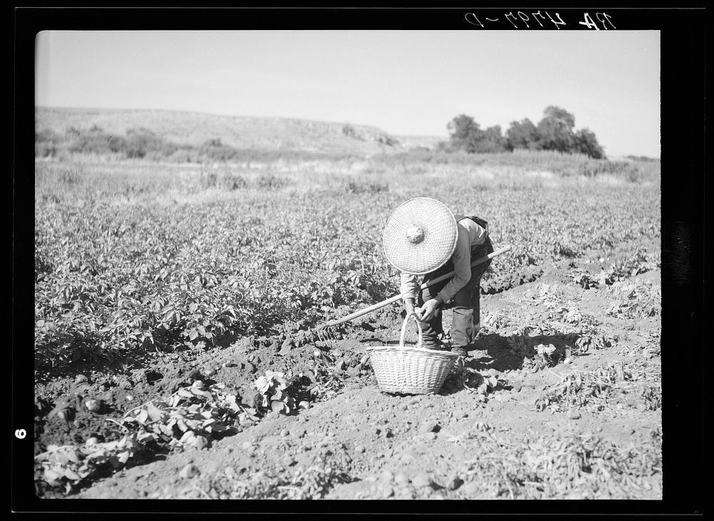 Chinese laborer in potato field. Walla Walla, Yakima Valley, Washington. Sourced from the Library of Congress.
