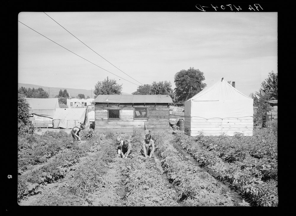 Children of a family of fruit workers who have squatted for the summer in the Yakima Valley. Washington. Sourced from the…
