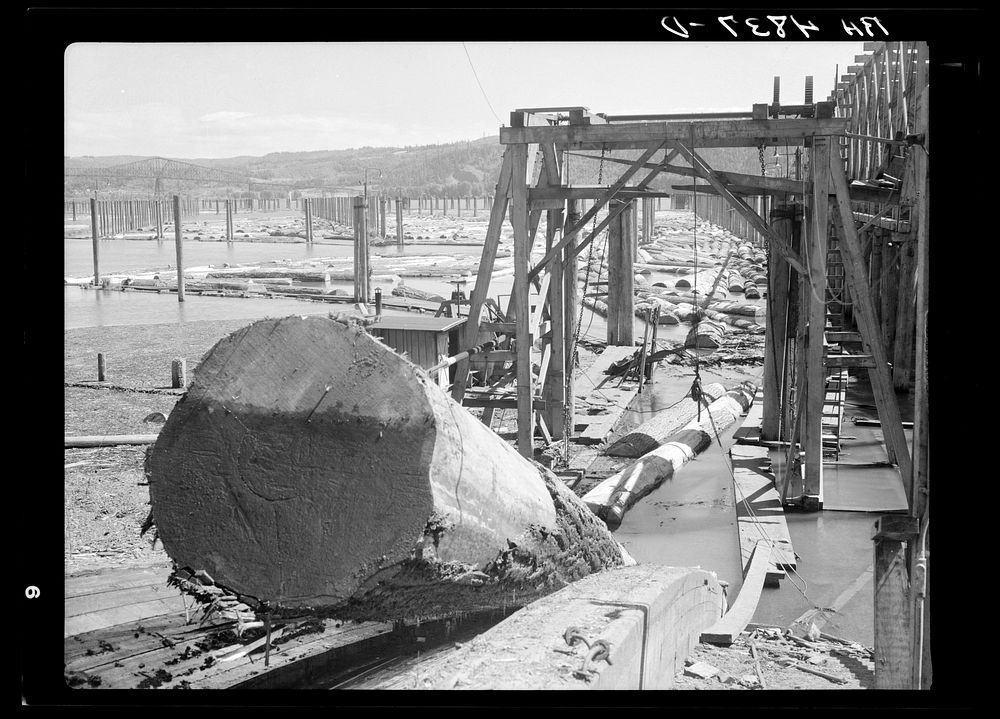 Logs coming up conveyor into mill. Longview, Washington. Sourced from the Library of Congress.