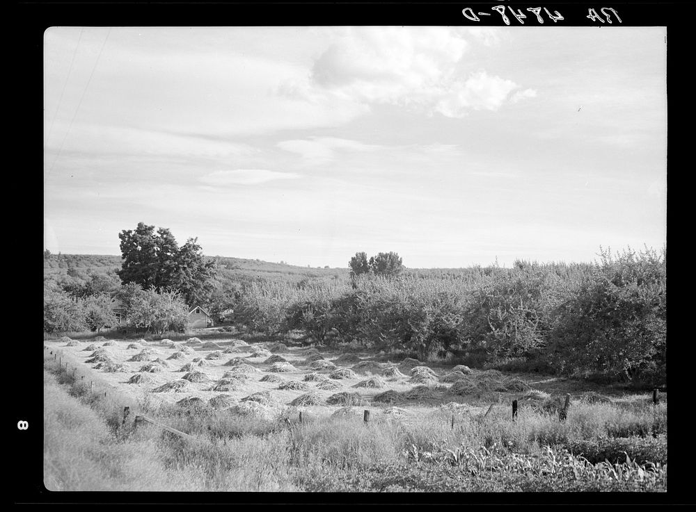 Yakima Valley farm. Washington. Sourced from the Library of Congress.