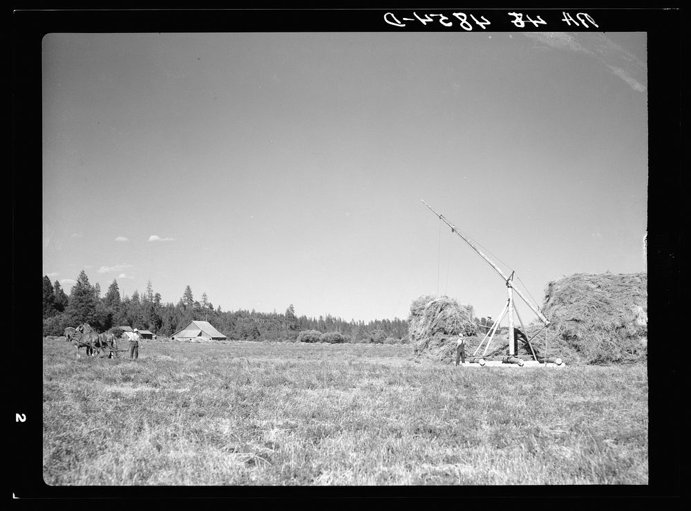 Using of a hay derrick on farm near Walla Walla, Washington. Sourced from the Library of Congress.
