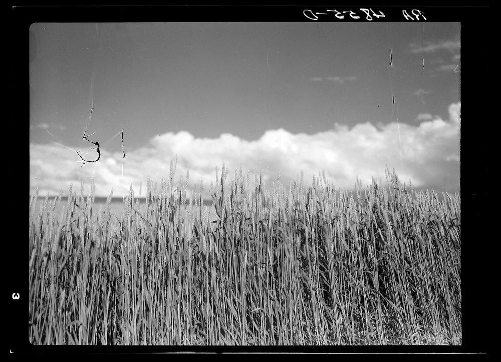 Winter wheat. Whitman County, Washington. Sourced from the Library of Congress.