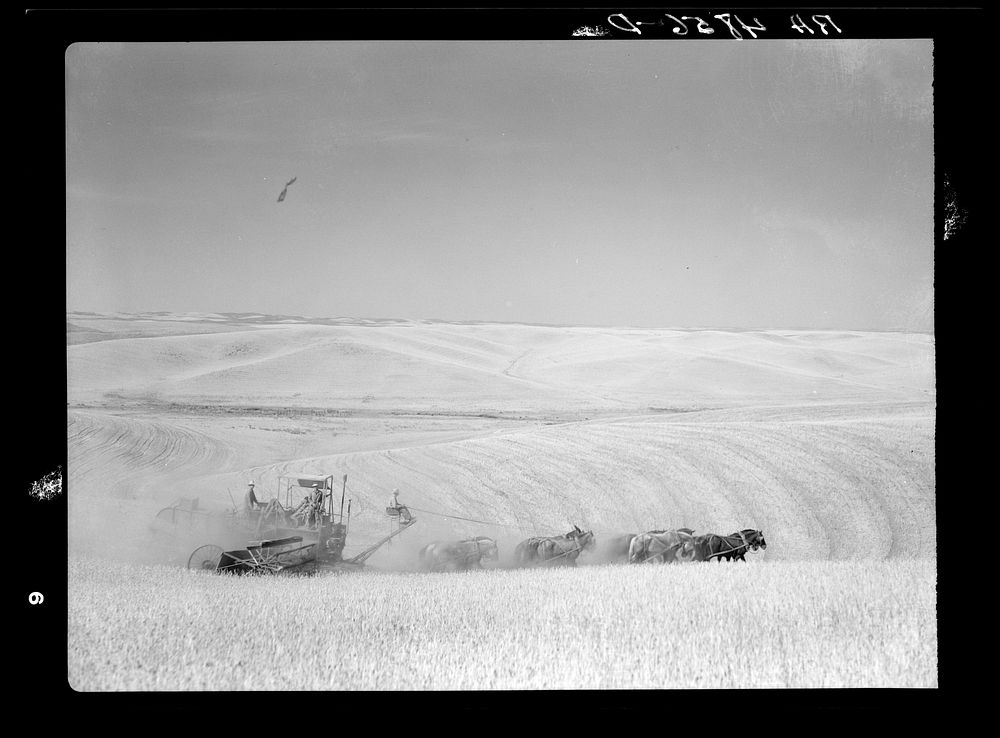 Winter wheat harvest. Whitman County, Washington. Sourced from the Library of Congress.