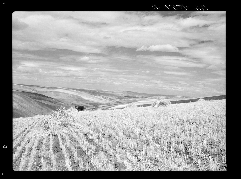 The Palouse wheat country of Washington. Sourced from the Library of Congress.
