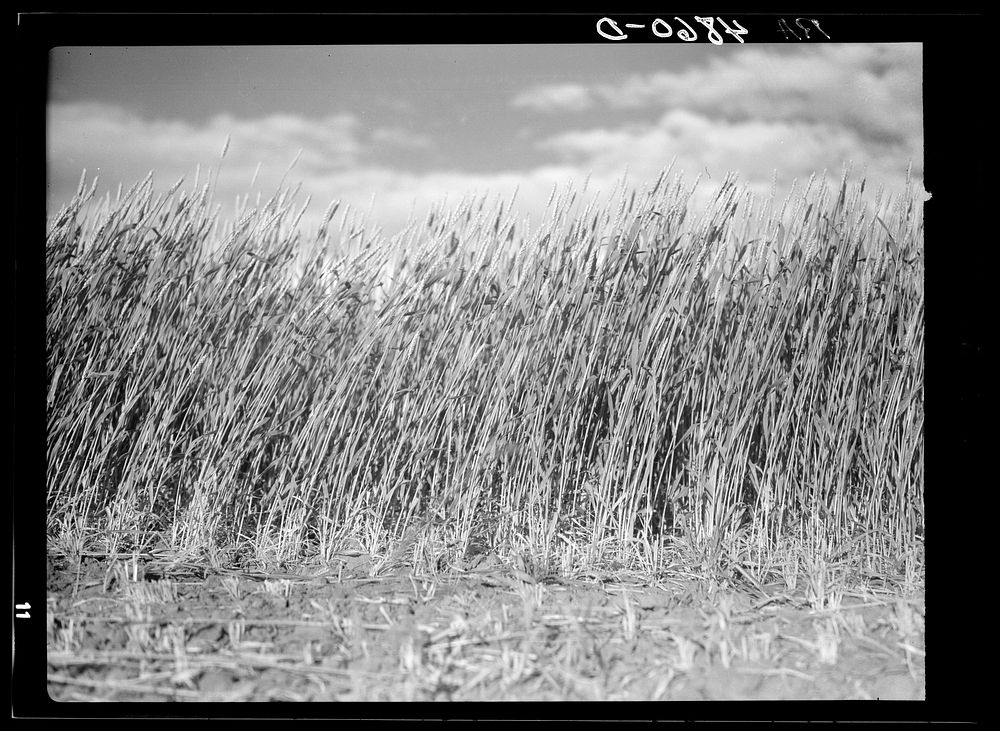 Wheat. Walla Walla, Washington. Sourced from the Library of Congress.
